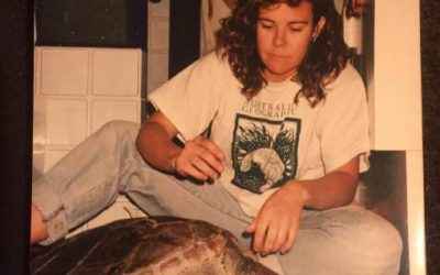 Green turtle’s death led to a $2.5 million grant to help rid the ocean of plastic – ABC Coffs Coast News