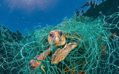 How are Marine Megafauna Impacted by Plastic Pollution?