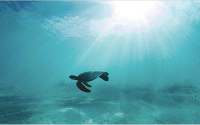 Plastic Collective Joins UN Sea of Solutions 2021